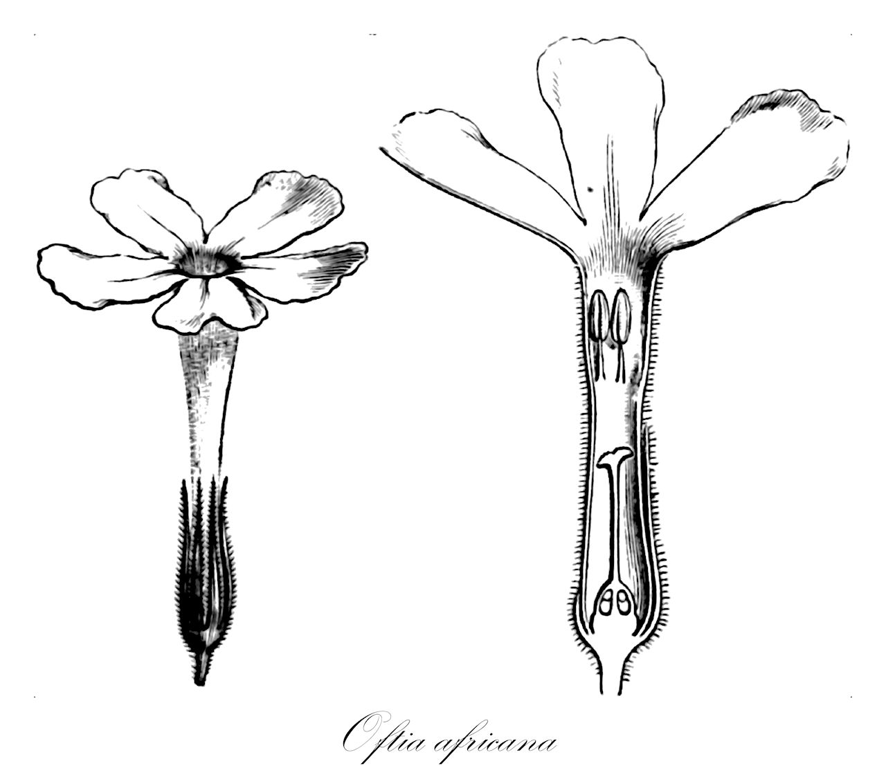 Oftia africana - Scrophulariaceae,Plantae,Pteridobiotina,Angiosperms,Lamiales,Scrophulariaceae,Oftia,Oftia africana,Batindum jasmineum, Oftia jasminum, Spielmannia africana, Spielmannia decurrens, Spielmannia jasminum, Spielmannia jasminum var. nitida