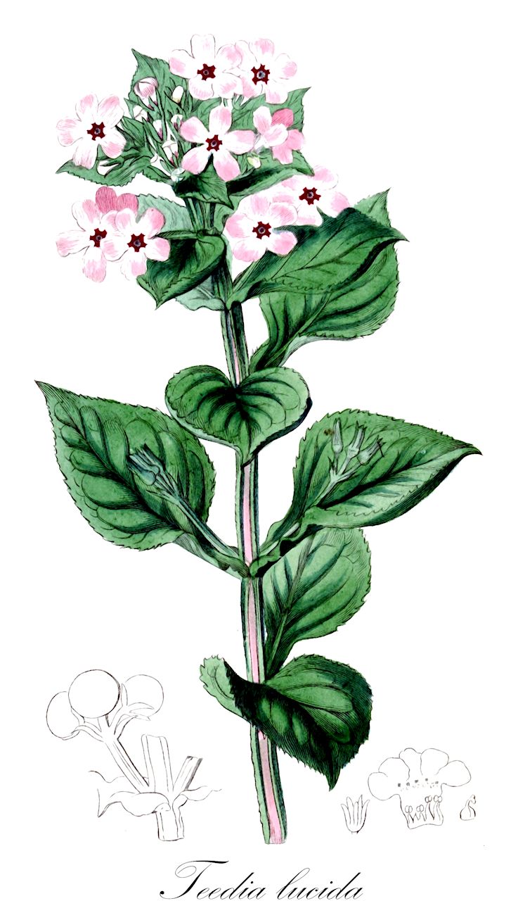 Teedia lucida - Scrophulariaceae,Plantae,Pteridobiotina,Angiosperms,Lamiales,Scrophulariaceae,Teedia,Teedia lucida,Borckhausenia lucida, Capraria lucida