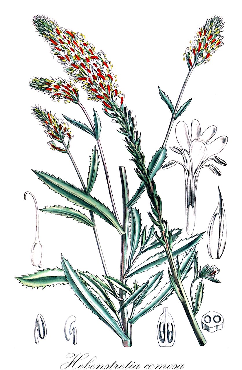 Hebenstretia comosa - Scrophulariaceae,Plantae,Pteridobiotina,Angiosperms,Lamiales,Scrophulariaceae,Hebenstretia,Hebenstretia comosa,Hebenstretia comosa var. integrifolia, Hebenstretia elongata