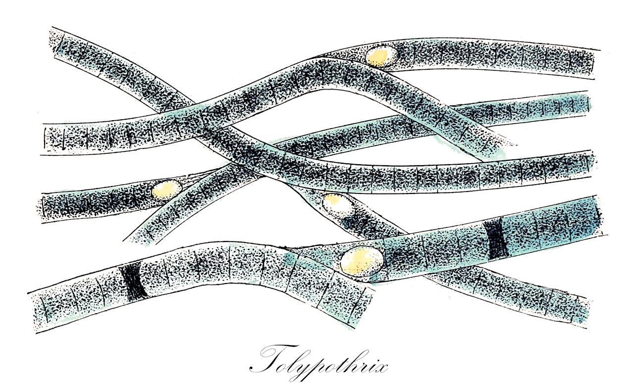 Tolypothrix - Cyanobacteria,Biota,Bacteria,Negibacteria,Cyanobacteria,Cyanophyceae,Nostocales,Scytonemataceae,Tolypothrix