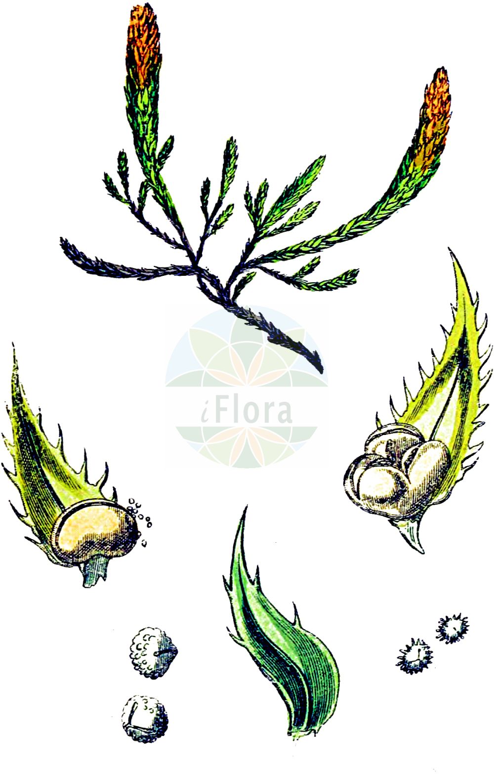 Historische Abbildung von Selaginella selaginoides (Gezähnter Moosfarn - Lesser Clubmoss). Das Bild zeigt Blatt, Bluete, Frucht und Same. ---- Historical Drawing of Selaginella selaginoides (Gezähnter Moosfarn - Lesser Clubmoss). The image is showing leaf, flower, fruit and seed.(Selaginella selaginoides,Gezähnter Moosfarn,Lesser Clubmoss,Lycopodium selaginoides,Selaginella selaginoides,Selaginella spinosa,Selaginella spinulosa,Gezaehnter Moosfarn,Lesser Clubmoss,Selaginella,Moosfarn,Spikemoss,Selaginellaceae,Moosfarngewächse,Spikmoss family,Blatt,Bluete,Frucht,Same,leaf,flower,fruit,seed,Sowerby (1790-1813))