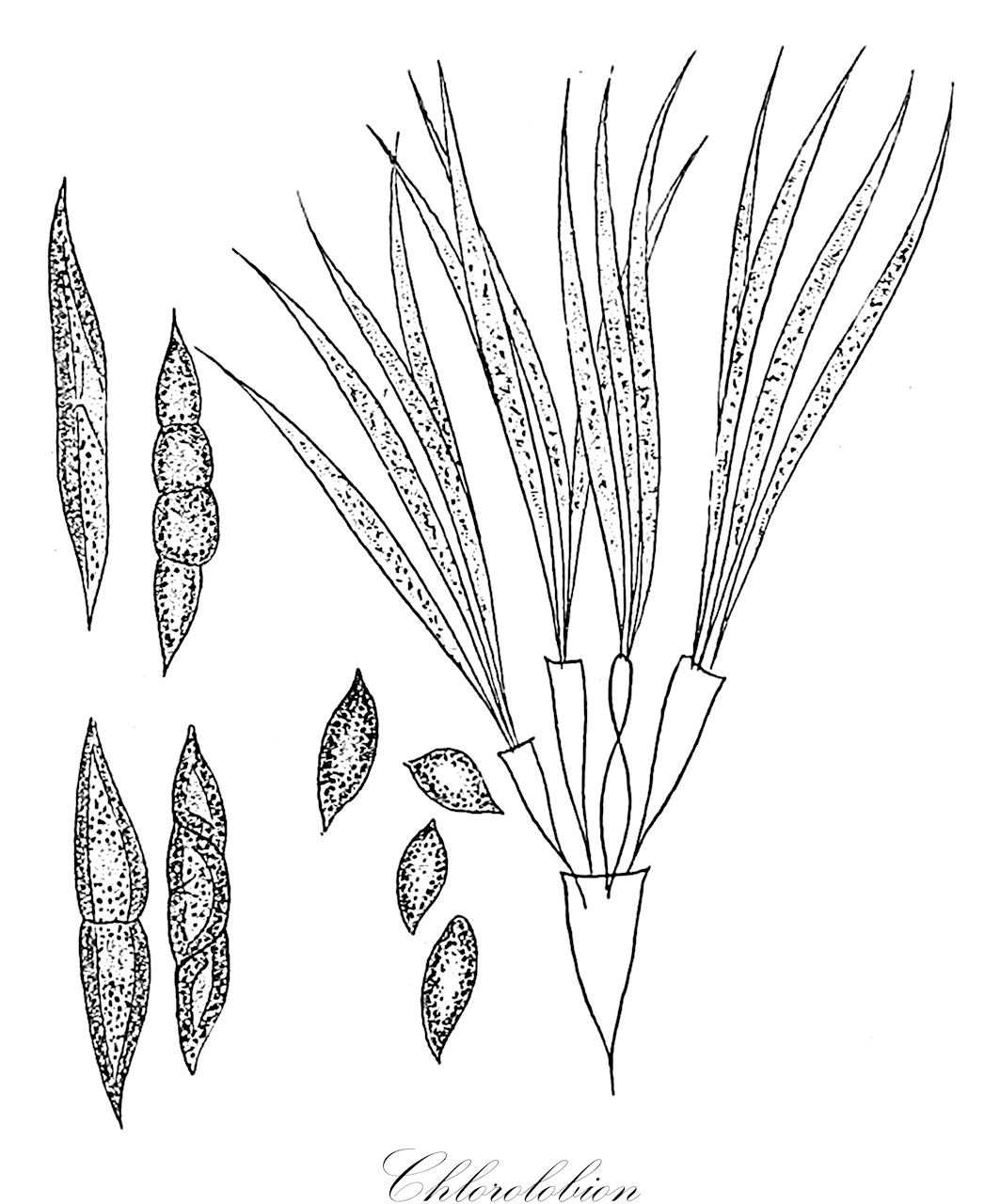 Chlorolobion - Chlorophyta,Biota,Plantae,Chlorophyta,Chlorophytina,Chlorophyceae,Sphaeropleales,Selenastraceae,Chlorolobion