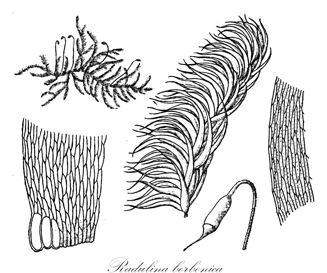 Radulina borbonica - Sematophyllaceae,Plantae,Bryobiotina,Bryophyta,Bryopsida,Bryidae,Hypnanae,Hypnales,Sematophyllaceae,Radulina,Radulina borbonica,Acanthocladium hamatum, Cupressina luridissima, Hypnum borbonicum, Hypnum buettnerianum, Hypnum hamatum, Hypnum hamatum var. semimamillosum, Hypnum palanense, Hypnum pickeringii, Hypnum punctatulum, Hypnum rhinophyllum, Hypnum scaberulum, Hypnum subinstratum, Hypnum trachyamphorum, Leskea borbonica, Mastopoma hamatum, Pungentella semiasperula, Radulina aequorea, Radulina elegantissima, Radulina hamata, Radulina hamata var. elegantissima, Radulina hamata var. scaberula, Radulina scaberula, Rhaphidorrhynchum borbonicum, Rhaphidostegium borbonicum, Rhaphidostegium punctulatum, Sematophyllum borbonicum, Sematophyllum leptocylindricum, Sematophyllum luridissimum, Sematophyllum palanense, Sematophyllum pickeringii, Sematophyllum subinstratum, Sigmatella pickeringii, Sigmatella rhinophylla, Stereodon borbonicus, Trichosteleum aequoreum, Trichosteleum borbonicum, Trichosteleum borbonicum var. brachycarpum, Trichosteleum buettnerianum, Trichosteleum carolinarum, Trichosteleum elegantissimum, Trichosteleum elegantissimum var. scrabrisetum, Trichosteleum flexuosa-hamatum, Trichosteleum grosso-mamillosum, Trichosteleum hamatum, Trichosteleum hamatum var. glabrisetum, Trichosteleum hamatum var. robustum, Trichosteleum hamatum var. semimammillosum, Trichosteleum hamatum var. tuberculisetum, Trichosteleum hebridarum, Trichosteleum insigne, Trichosteleum leptocylindraceum, Trichosteleum mammillipes, Trichosteleum neocaledonicum, Trichosteleum palanense, Trichosteleum perhamosum, Trichosteleum pickeringii, Trichosteleum punctatulum, Trichosteleum rhinophyllum, Trichosteleum scaberulum, Trichosteleum subinstratum, Trichosteleum subpycnocylindricum, Trichosteleum subtile, Trichosteleum trachyamphorum