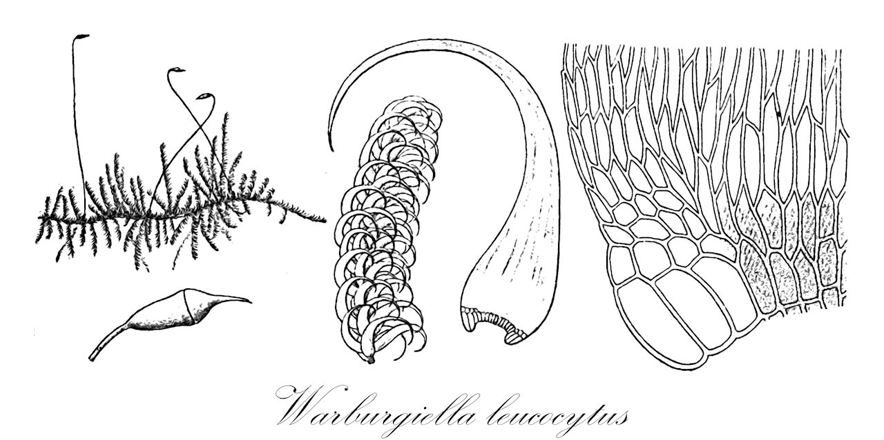 Warburgiella leucocytus - Sematophyllaceae,Plantae,Bryobiotina,Bryophyta,Bryopsida,Bryidae,Hypnanae,Hypnales,Sematophyllaceae,Warburgiella,Warburgiella leucocytus,Hypnum cerviculatum, Hypnum leucocytus, Hypnum trachychaetum, Hypnum tuloferum, Rhaphidorrhynchium cerviculatum, Rhaphidorrhynchium dallii, Rhaphidorrhynchium leucocytus, Rhaphidorrhynchium trachychaeton, Rhaphidorrhynchium tuloferum, Rhaphidorrhynchum cerviculatum, Rhaphidostegium cerviculatum, Rhaphidostegium dallii, Rhaphidostegium leucocytus, Rhaphidostegium trachychaeton, Rhaphidostegium tuloferum, Rhynchostegium trachychaeton, Rhynchostegium tuloferum, Sematophyllum leucocytus, Sematophyllum macrosporum, Stereodon cerviculatus, Taxithelium trachychaetum, Warburgiella macrospora