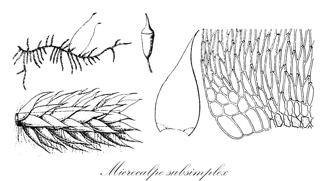 Microcalpe subsimplex - Sematophyllaceae,Plantae,Bryobiotina,Bryophyta,Bryopsida,Bryidae,Hypnanae,Hypnales,Sematophyllaceae,Microcalpe,Microcalpe subsimplex,Acroporium intricatum, Hypnum nigricaule, Hypnum pseudobrachythecium, Hypnum richardii, Hypnum richardii, Hypnum simplex, Hypnum simplicissimum, Hypnum subsimplex, Isopterygium crossomitrii, Isopterygium flavens, Isopterygium inclinatum, Isothecium richardii, Isothecium subsimplex, Plagiothecium subsimplex, Rhaphidorrhynchium crossomitrii, Rhaphidorrhynchium flavens, Rhaphidorrhynchium inclinatum, Rhaphidorrhynchium nigricaule, Rhaphidorrhynchium pseudobrachythecium, Rhaphidorrhynchium subsimplex, Rhaphidostegium crossomitrii, Rhaphidostegium flavens, Rhaphidostegium inclinatum, Rhaphidostegium nigricaule, Rhaphidostegium pseudobrachythecium, Rhaphidostegium richardii, Rhaphidostegium subsimplex, Rhaphidostegium subsimplex var. julaceum, Sematophyllum subsimplex, Sematophyllum subsimplex var. homomallophyllum, Stereodon subsimplex, Taxicaulis crossomitrii, Taxicaulis flavens, Taxicaulis inclinatus, Trichosteleum intricatum