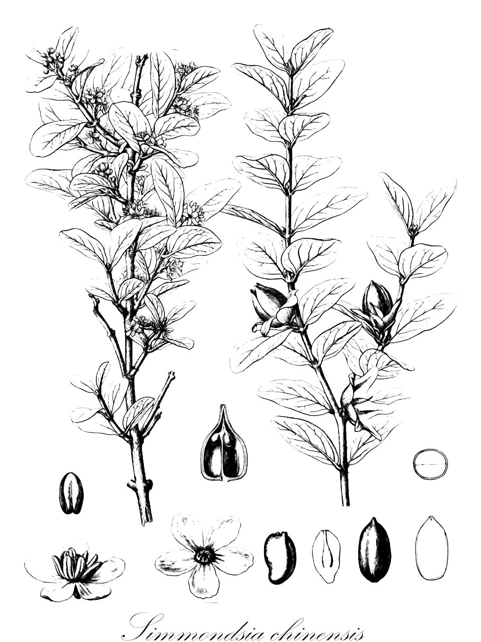 Simmondsia chinensis - Simmondsiaceae,Plantae,Pteridobiotina,Angiosperms,Caryophyllales,Simmondsiaceae,Simmondsia,Simmondsia chinensis,Brocchia dichotoma, Buxus californica, Buxus chinensis, Celastrus obtusatus, Simmondsia californica, Simmondsia pabulosa