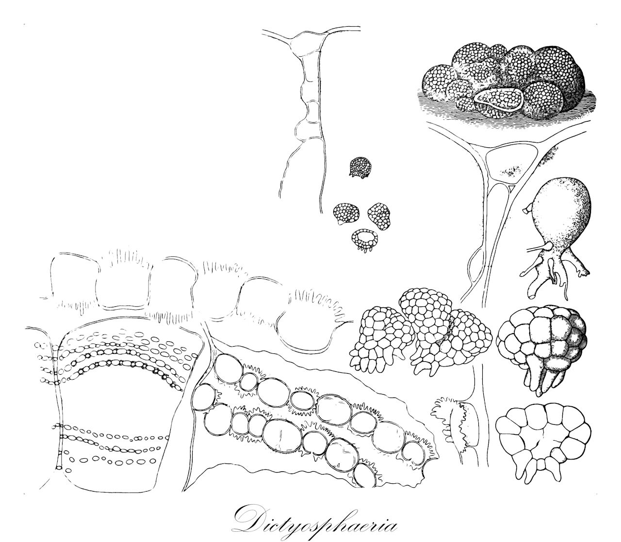 Dictyosphaeria - Chlorophyta,Biota,Plantae,Chlorophyta,Chlorophytina,Ulvophyceae,Siphonocladales,Siphonocladaceae,Dictyosphaeria