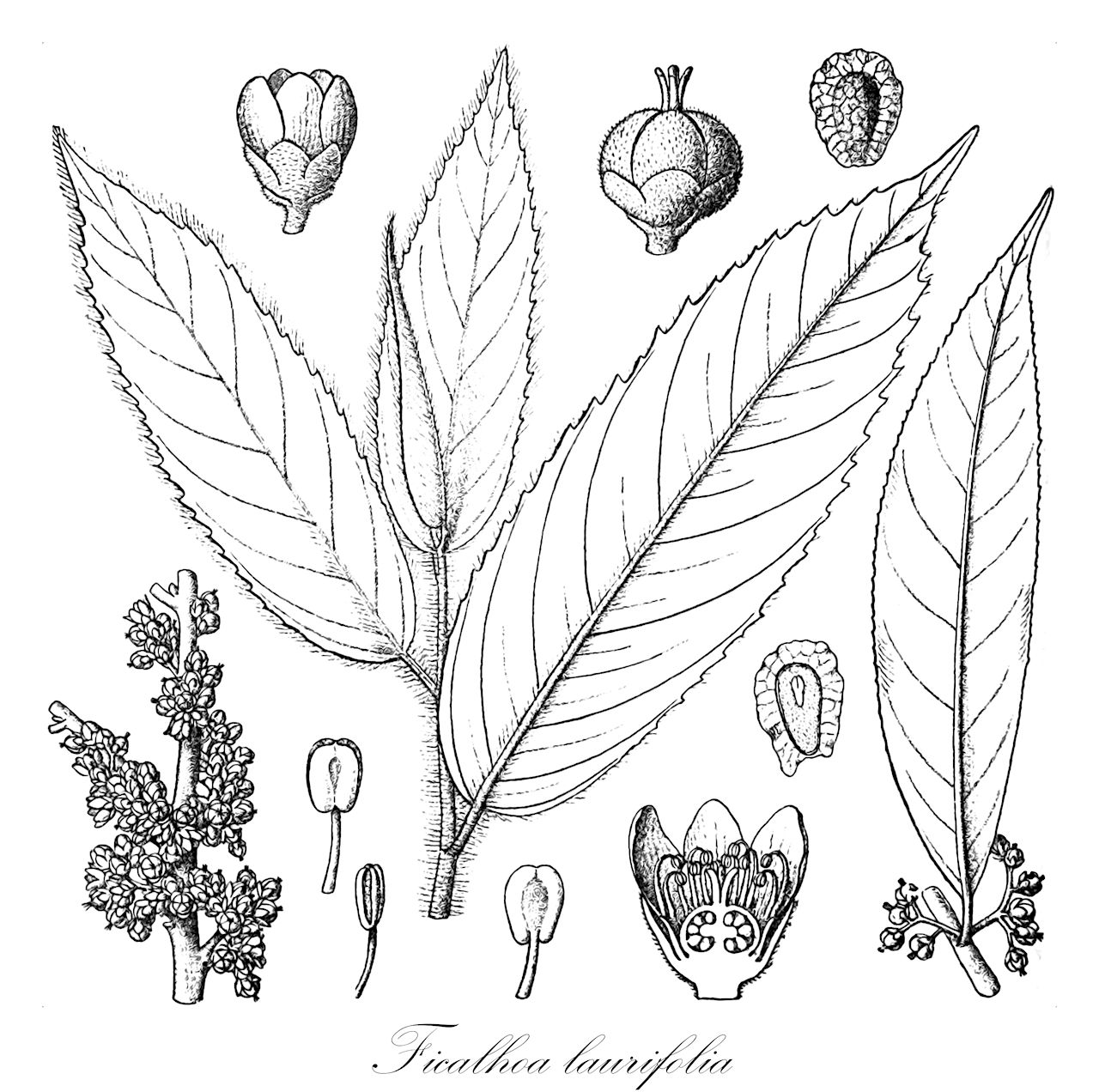 Ficalhoa laurifolia - Sladeniaceae,Plantae,Pteridobiotina,Angiosperms,Ericales,Sladeniaceae,Ficalhoa,Ficalhoa laurifolia