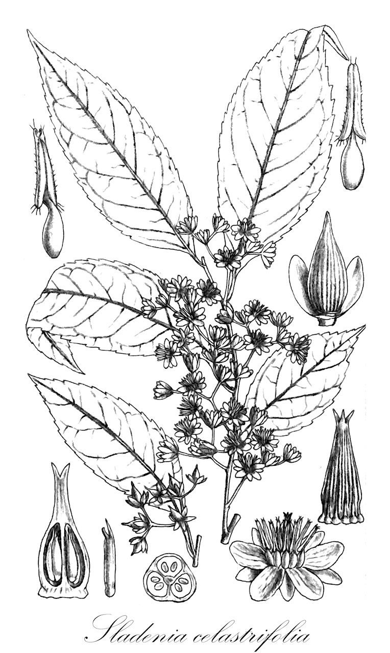 Sladenia celastrifolia - Sladeniaceae,Plantae,Pteridobiotina,Angiosperms,Ericales,Sladeniaceae,Sladenia,Sladenia celastrifolia