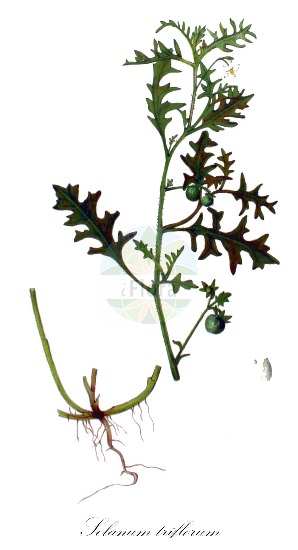 Historische Abbildung von Solanum triflorum (Dreiblütiger Nachtschatten - Cutleaf Nightshade). Das Bild zeigt Blatt, Bluete, Frucht und Same. ---- Historical Drawing of Solanum triflorum (Dreiblütiger Nachtschatten - Cutleaf Nightshade). The image is showing leaf, flower, fruit and seed.(Solanum triflorum,Dreiblütiger Nachtschatten,Cutleaf Nightshade,Solanum triflorum,Solanum triflorum var. ponticum,Dreibluetiger Nachtschatten,Cutleaf Nightshade,Three-flower Nightshade,Solanum,Nachtschatten,Bindweed,Solanaceae,Nachtschattengewächse,Potato family,Blatt,Bluete,Frucht,Same,leaf,flower,fruit,seed,Kops (1800-1934))