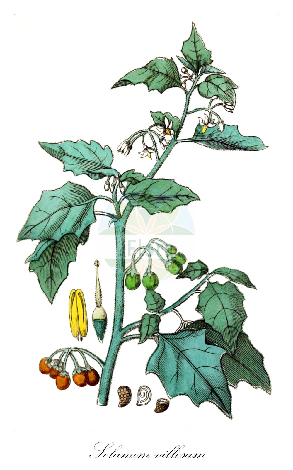 Historische Abbildung von Solanum villosum (Rotfrüchtiger Nachtschatten - Red Nightshade). Das Bild zeigt Blatt, Bluete, Frucht und Same. ---- Historical Drawing of Solanum villosum (Rotfrüchtiger Nachtschatten - Red Nightshade). The image is showing leaf, flower, fruit and seed.(Solanum villosum,Rotfrüchtiger Nachtschatten,Red Nightshade,Solanum luteum,Solanum villosum,Rotfruechtiger Nachtschatten,Red Nightshade,Hairy Nightshade,Red-berried Nightshade,Solanum,Nachtschatten,Bindweed,Solanaceae,Nachtschattengewächse,Potato family,Blatt,Bluete,Frucht,Same,leaf,flower,fruit,seed,Winkler (1853))