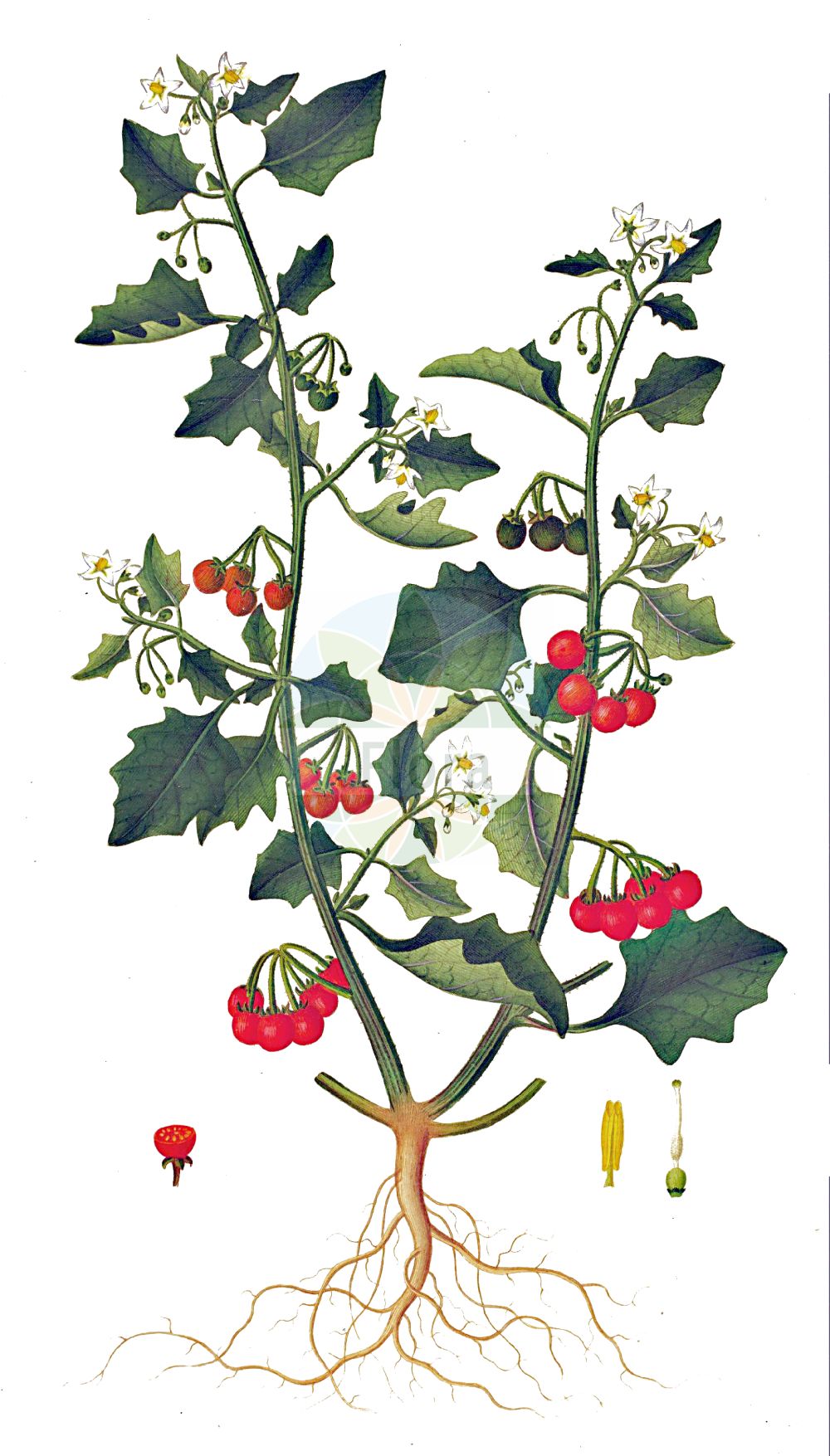 Historische Abbildung von Solanum villosum agg. (Rotfrüchtiger Nachtschatten - Red Nightshade). Das Bild zeigt Blatt, Bluete, Frucht und Same. ---- Historical Drawing of Solanum villosum agg. (Rotfrüchtiger Nachtschatten - Red Nightshade). The image is showing leaf, flower, fruit and seed.(Solanum villosum agg.,Rotfrüchtiger Nachtschatten,Red Nightshade,Rotfruechtiger Nachtschatten,Gelbfruechtiger Nachtschatten,Red Nightshade,Woolly Nightshade,Solanum,Nachtschatten,Bindweed,Solanaceae,Nachtschattengewächse,Potato family,Blatt,Bluete,Frucht,Same,leaf,flower,fruit,seed,Oeder (1761-1883))