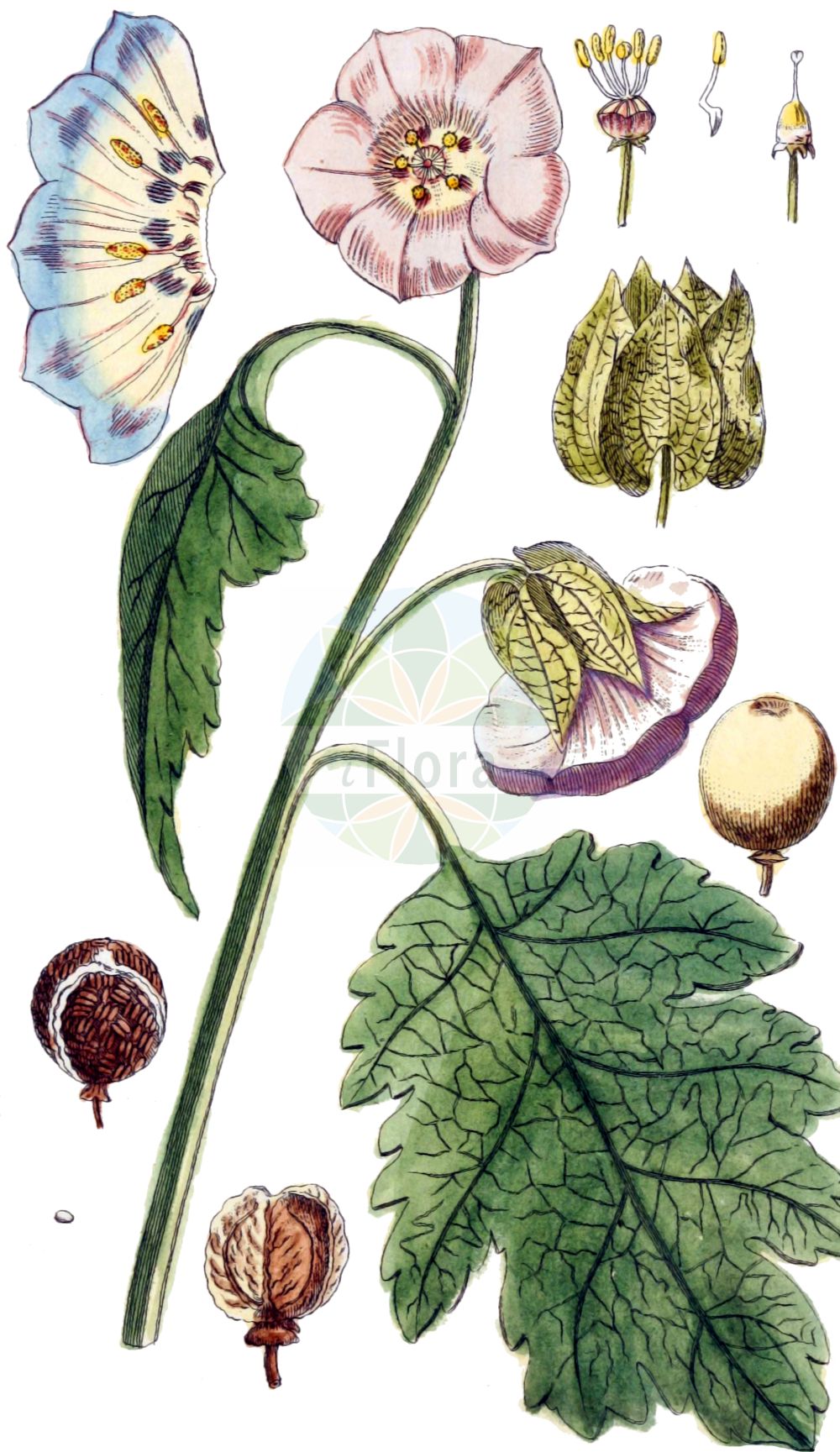 Historische Abbildung von Nicandra physalodes (Giftbeere - Apple-of-Peru). Das Bild zeigt Blatt, Bluete, Frucht und Same. ---- Historical Drawing of Nicandra physalodes (Giftbeere - Apple-of-Peru). The image is showing leaf, flower, fruit and seed.(Nicandra physalodes,Giftbeere,Apple-of-Peru,Atropa physalodes,Calydermos erosus,Nicandra physalodes,Physalis daturifolia,Physalis peruviana,Giftbeere,Apple-of-Peru,Chinese Lantern,Nicandra,Giftbeere,Apple-of-Peru,Solanaceae,Nachtschattengewächse,Potato family,Blatt,Bluete,Frucht,Same,leaf,flower,fruit,seed,von Jacquin (1764-1771))