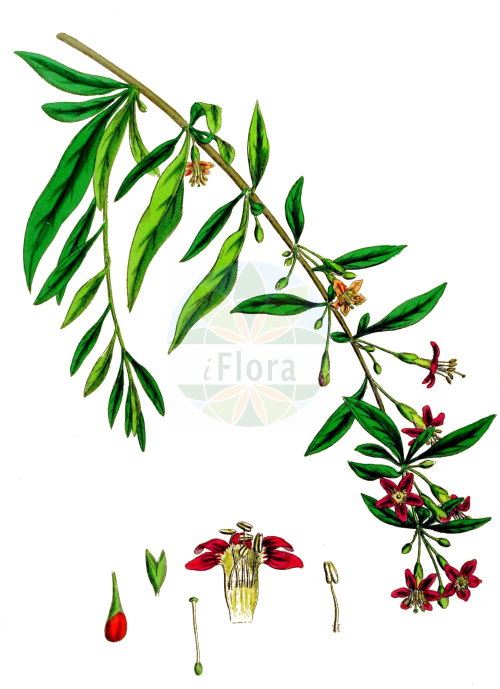 Historische Abbildung von Lycium barbarum (Gewöhnlicher Bocksdorn - Duke Of Argyll's Teaplant). Das Bild zeigt Blatt, Bluete, Frucht und Same. ---- Historical Drawing of Lycium barbarum (Gewöhnlicher Bocksdorn - Duke Of Argyll's Teaplant). The image is showing leaf, flower, fruit and seed.(Lycium barbarum,Gewöhnlicher Bocksdorn,Duke Of Argyll's Teaplant,Lycium barbarum,Lycium halimifolium,Lycium trewianum,Lycium vulgare,Teremis elliptica,Gewoehnlicher Bocksdorn,Duke Of Argyll's Teaplant,Box Thorn,Goji Berry,Matrimony Vine,Wolfberry,Lycium,Bocksdorn,Teaplants,Solanaceae,Nachtschattengewächse,Potato family,Blatt,Bluete,Frucht,Same,leaf,flower,fruit,seed,Sowerby (1790-1813))