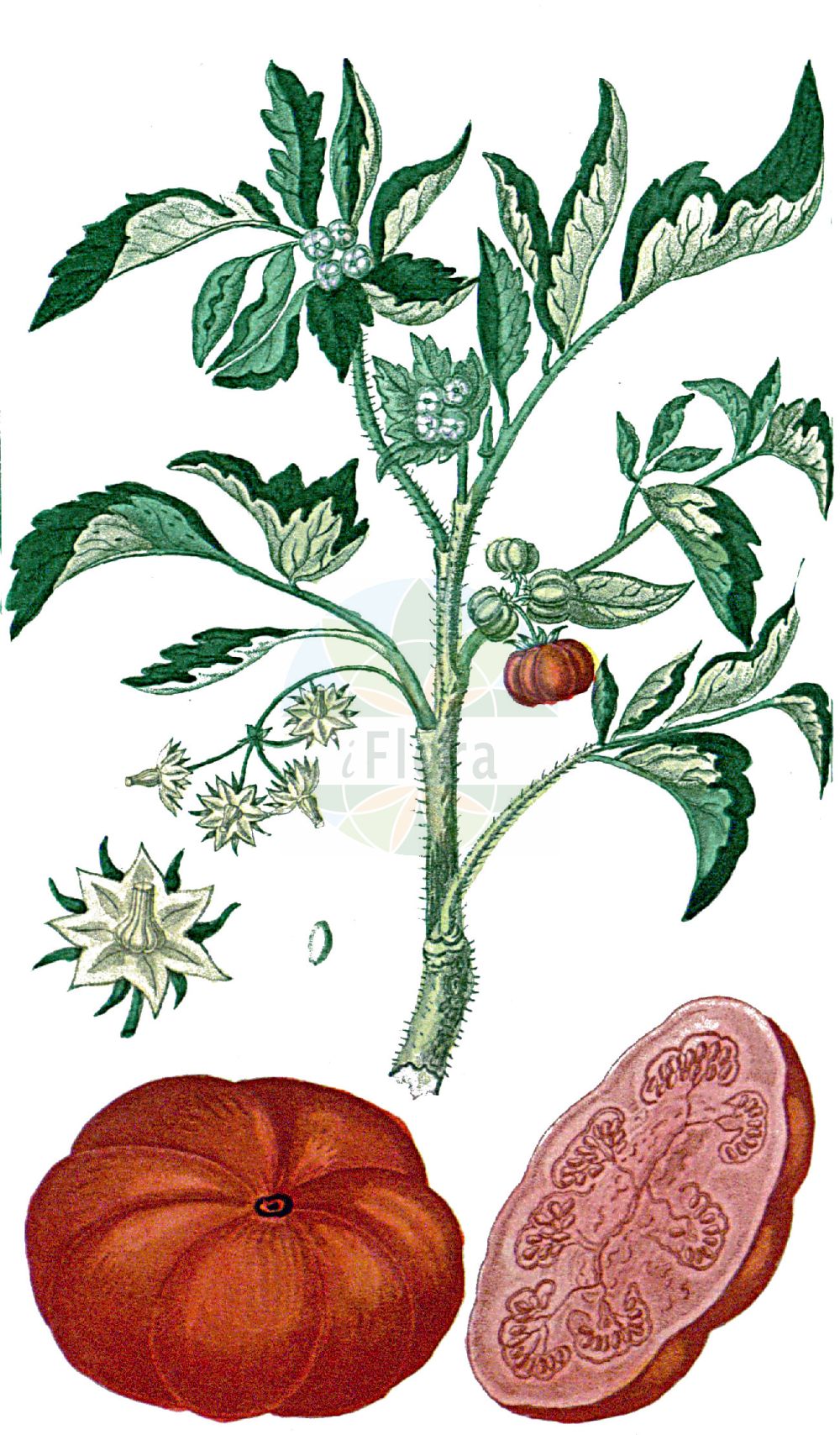 Historische Abbildung von Lycopersicon esculentum (Garten-Tomate - Tomato). Das Bild zeigt Blatt, Bluete, Frucht und Same. ---- Historical Drawing of Lycopersicon esculentum (Garten-Tomate - Tomato). The image is showing leaf, flower, fruit and seed.(Lycopersicon esculentum,Garten-Tomate,Tomato,Lycopersicon cerasiforme,Lycopersicon esculentum,Lycopersicon lycopersicum,Lycopersicum pomum-amoris,Solanum lycopersicum,Garten-Tomate,Liebesapfel,Tomate,Tomato,Garden Tomato,Lycopersicon,Solanaceae,Nachtschattengewächse,Potato family,Blatt,Bluete,Frucht,Same,leaf,flower,fruit,seed,Descourtilz (1821-1829))