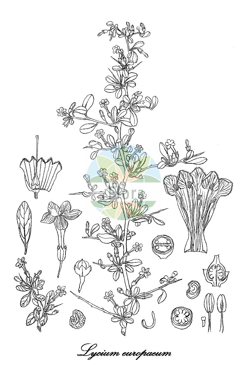 Historische Abbildung von Lycium europaeum (Europäischer Bocksdorn). Das Bild zeigt Blatt, Bluete, Frucht und Same. ---- Historical Drawing of Lycium europaeum (Europäischer Bocksdorn). The image is showing leaf, flower, fruit and seed.(Lycium europaeum,Europäischer Bocksdorn,Lycium dumosum,Lycium mediterraneum,Lycium orientale,Lycium saevum,Lycium salicifoium,Lycium spina-christi,Lycium,Bocksdorn,Teaplants,Solanaceae,Nachtschattengewächse,Potato family,Blatt,Bluete,Frucht,Same,leaf,flower,fruit,seed,Kirtikar & Basu (1918))