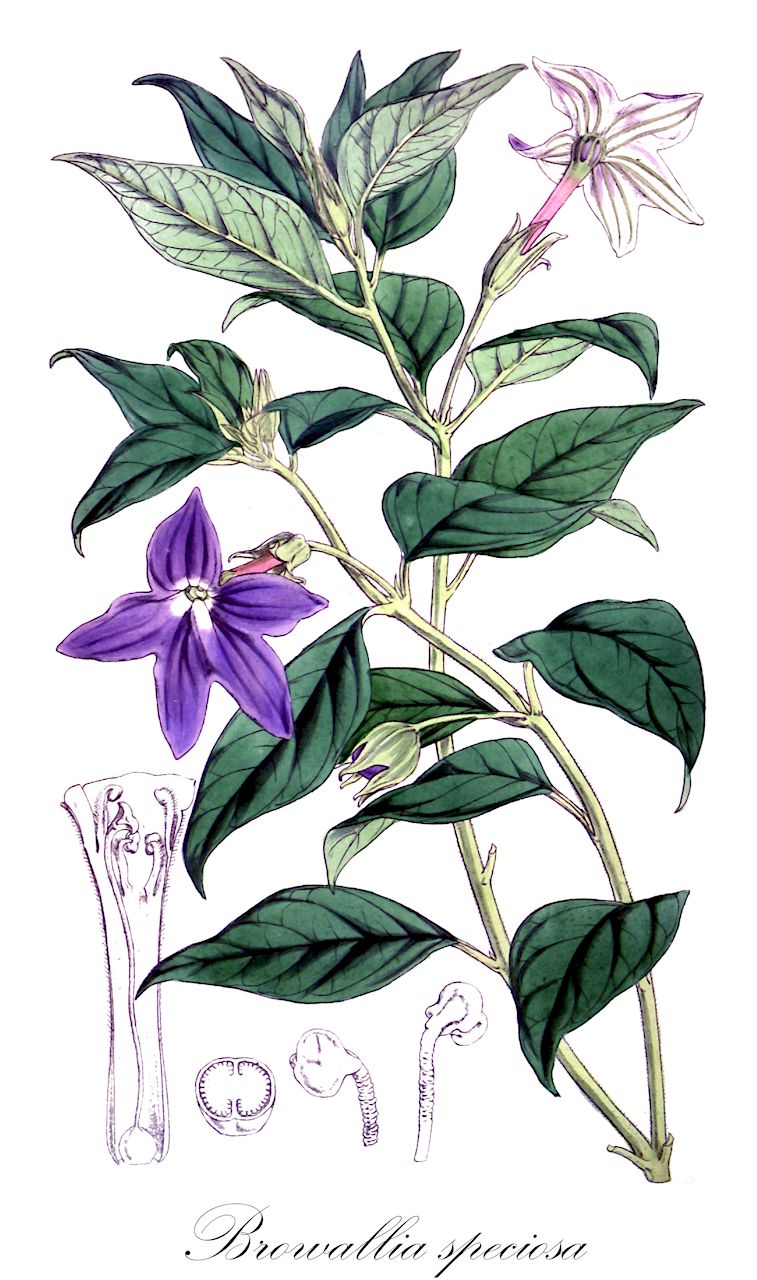 Browallia speciosa - Solanaceae,Plantae,Pteridobiotina,Angiosperms,Solanales,Solanaceae,Cestroideae,Browallieae,Browallia,Browallia speciosa,Großblütige Browallie