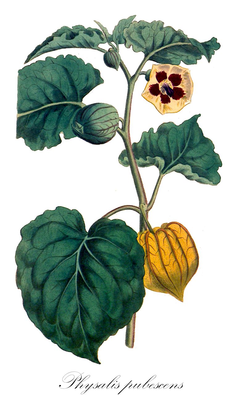 Physalis pubescens - Solanaceae,Plantae,Pteridobiotina,Angiosperms,Solanales,Solanaceae,Solanoideae,Physaleae,Physalis,Physalis pubescens,Alkekengi procumbens, Boberella pubescens, Physalis barbadensis, Physalis barbadensis var. glabra, Physalis barbadensis var. obscura, Physalis floridana, Physalis heterophylla, Physalis heterophylla var. heterophylla, Physalis hirsuta, Physalis hirsuta, Physalis hirsuta var. barbadensis, Physalis hirsuta var. hirsuta, Physalis hirsuta var. integrifolia, Physalis hirsuta var. repando-dentata, Physalis hygrophila, Physalis hylophila, Physalis latiphysa, Physalis miraflorensis, Physalis neesiana, Physalis obscura, Physalis obscura var. glabra, Physalis obscura var. obscura, Physalis obscura var. viscido-pubescens, Physalis pubescens var. glabra, Physalis pubescens var. hygrophila, Physalis pubescens var. integrifolia, Physalis pubescens var. minutifolia, Physalis pubescens var. pubescens, Physalis turbinata, Physalis villosa,Einjährige Blasenkirsche;alkekenge pubescent;alkekenge doux;alkekenge jaune;amour en cage;cerise de terre;groseille du Cap;alquequenje;revienta caballo;sacabuche peludo;muyaca;bolsa mullaca;huevo de sapo;saposarapo;topotopo;capulí;tomate de culebra;alchechengio pubescente;tomatinho-de-capuz;tomatinho-de-capucho;camapu;alquequenje-amarelo;физалис пушистый;fshikukuge;mihuričina;shokuyô-hôzuki;ショクヨウホオズキ;mochyně pýřitá;physalis;machovka plstnatá;machovka vlasatá;фізаліс опушений