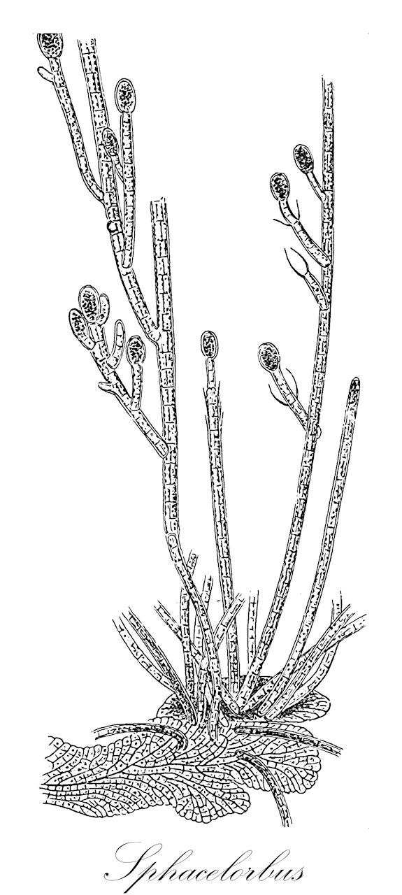 Sphacelorbus - Sphacelariaceae,Biota,Chromista,Ochrophyta,Phaeophyceae,Sphacelariales,Sphacelariaceae,Sphacelorbus