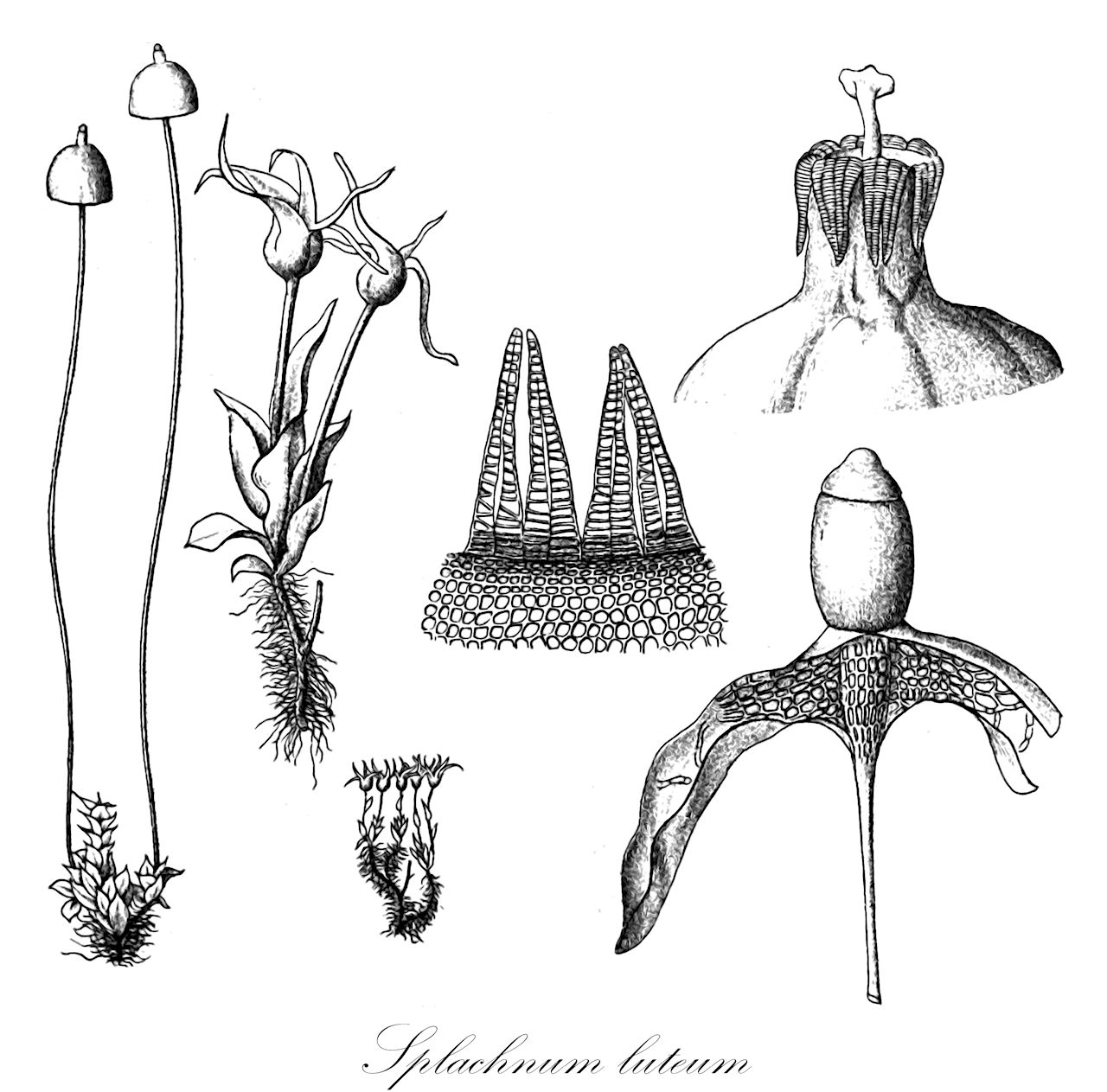 Splachnum luteum - Splachnaceae,Plantae,Bryobiotina,Bryophyta,Bryopsida,Bryidae,Bryanae,Splachnales,Splachnaceae,Splachnum,Splachnum luteum,Splachnum luteum var. luteum