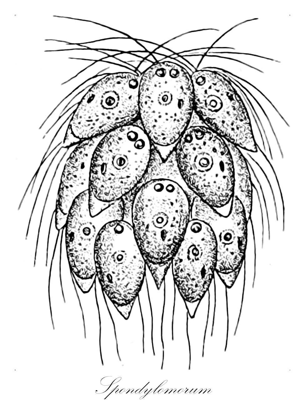 Spondylomorum - Chlorophyta,Biota,Plantae,Chlorophyta,Chlorophytina,Chlorophyceae,Chlamydomonadales,Spondylomoraceae,Spondylomorum