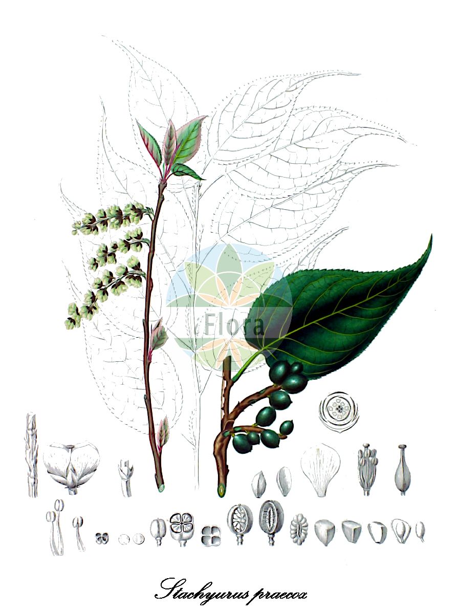 Historische Abbildung von Stachyurus praecox (Japanischer Perlschweif). Das Bild zeigt Blatt, Bluete, Frucht und Same. ---- Historical Drawing of Stachyurus praecox (Japanischer Perlschweif). The image is showing leaf, flower, fruit and seed.(Stachyurus praecox,Japanischer Perlschweif,Stachyurus,Stachyuraceae,Blatt,Bluete,Frucht,Same,leaf,flower,fruit,seed,von Siebold & Zuccarini (1835-1875))