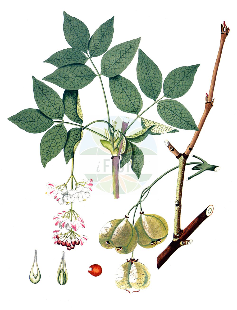 Historische Abbildung von Staphylea pinnata (Gewöhnliche Pimpernuß - Bladdernut). Das Bild zeigt Blatt, Bluete, Frucht und Same. ---- Historical Drawing of Staphylea pinnata (Gewöhnliche Pimpernuß - Bladdernut). The image is showing leaf, flower, fruit and seed.(Staphylea pinnata,Gewöhnliche Pimpernuß,Bladdernut,Staphylea pinnata,Gewoehnliche Pimpernuss,Paternosterbaum,Pimpernuss,Bladdernut,European Bladdernut,Staphylea,Pimpernuß,Bladdernut,Staphyleaceae,Pimpernussgewächse,Bladdernut family,Blatt,Bluete,Frucht,Same,leaf,flower,fruit,seed,Krauss (1802f))