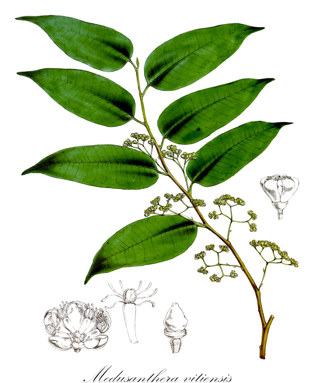 Medusanthera vitiensis - Stemonuraceae,Plantae,Pteridobiotina,Angiosperms,Aquifoliales,Stemonuraceae,Medusanthera,Medusanthera vitiensis,Gomphandra vitiensis, Lasianthera vitiensis, Stemonurus vitiensis