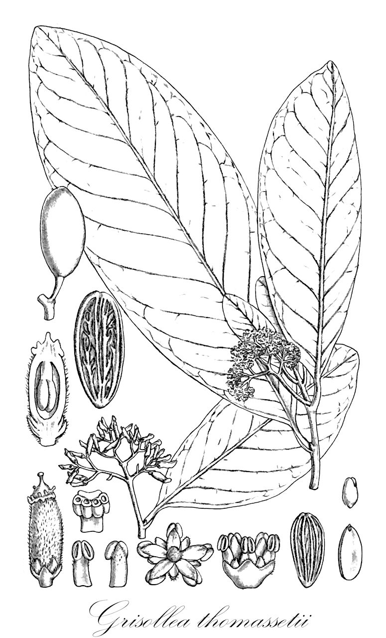 Grisollea thomassetii - Stemonuraceae,Plantae,Pteridobiotina,Angiosperms,Aquifoliales,Stemonuraceae,Grisollea,Grisollea thomassetii