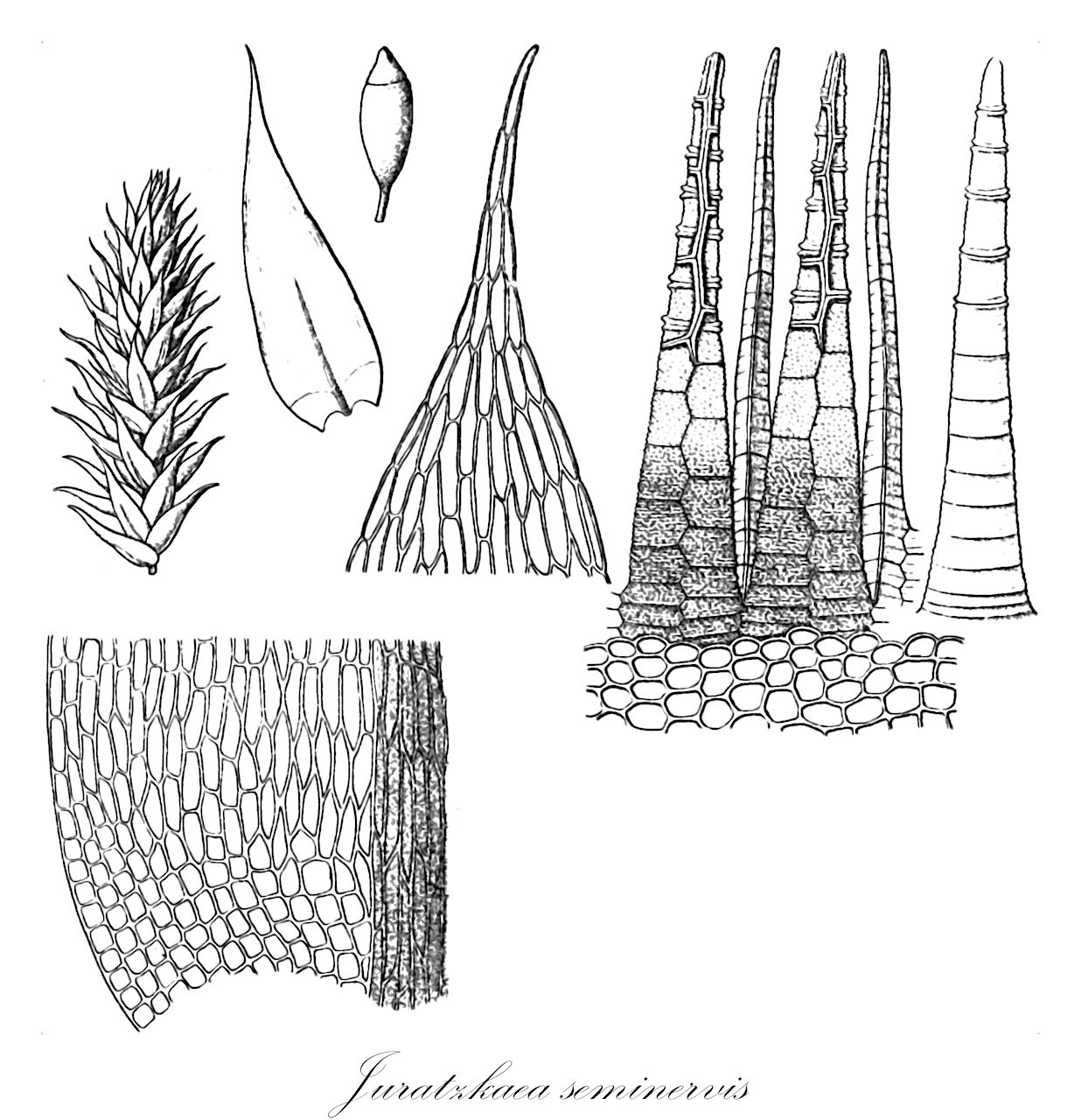 Juratzkaea seminervis - Stereophyllaceae,Plantae,Bryobiotina,Bryophyta,Bryopsida,Bryidae,Hypnanae,Hypnales,Stereophyllaceae,Juratzkaea,Juratzkaea seminervis,Fabroniella krausei, Helicodontium seminerve, Hypnum seminerve, Juratzkaea krausei, Juratzkaea seminervis subsp. seminervis, Juratzkaea seminervis var. arenicola, Leskea seminervis, Stereophyllum krausei, Stereophyllum seminerve