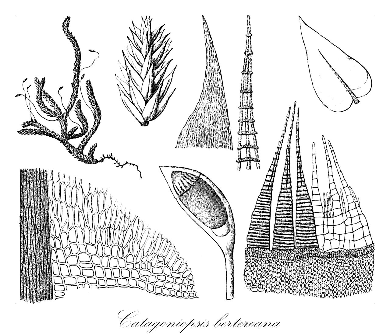 Catagoniopsis berteroana - Stereophyllaceae,Plantae,Bryobiotina,Bryophyta,Bryopsida,Bryidae,Hypnanae,Hypnales,Stereophyllaceae,Catagoniopsis,Catagoniopsis berteroana,Hypnum berteroanum, Rhynchostegium berteroanum