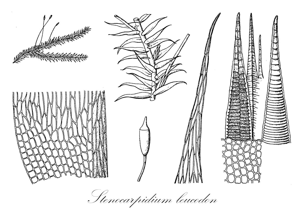 Stenocarpidium leucodon - Stereophyllaceae,Plantae,Bryobiotina,Bryophyta,Bryopsida,Bryidae,Hypnanae,Hypnales,Stereophyllaceae,Stenocarpidium,Stenocarpidium leucodon