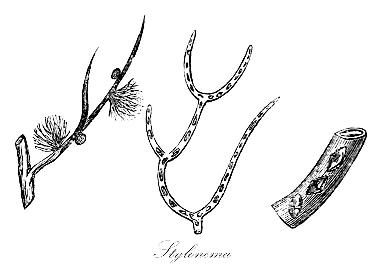 Stylonema - Stylonemataceae,Biota,Plantae,Rhodophyta,Rhodellophytina,Stylonematophyceae,Stylonematales,Stylonemataceae,Stylonema,Goniotrichium, Goniotrichum