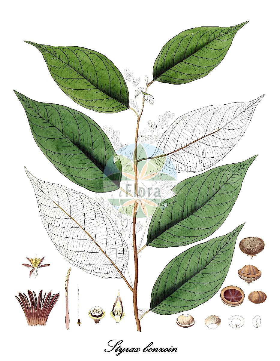 Historische Abbildung von Styrax benzoin (Benzoeharzbaum). Das Bild zeigt Blatt, Bluete, Frucht und Same. ---- Historical Drawing of Styrax benzoin (Benzoeharzbaum). The image is showing leaf, flower, fruit and seed.(Styrax benzoin,Benzoeharzbaum,Styrax,Benzoebaum,Storax,Styracaceae,Snowbell Family,Blatt,Bluete,Frucht,Same,leaf,flower,fruit,seed,Hayne (1805-1856))
