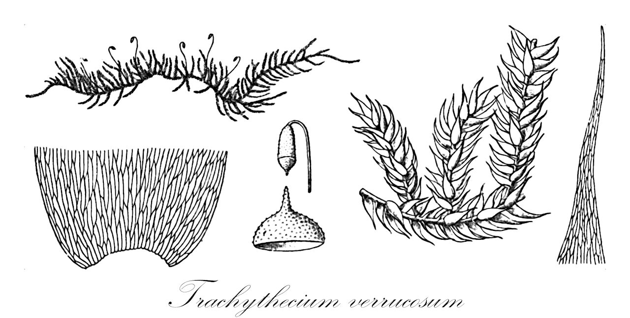 Trachythecium verrucosum - Symphyodontaceae,Plantae,Bryobiotina,Bryophyta,Bryopsida,Bryidae,Hypnanae,Hypnales,Symphyodontaceae,Trachythecium,Trachythecium verrucosum,Ectropothecium subverrucosum, Ectropothecium verrucosum, Ectropothecium verrucosum var. sericeum, Hypnum subverrucosum, Hypnum verrucosum, Isopterygium subverrucosum