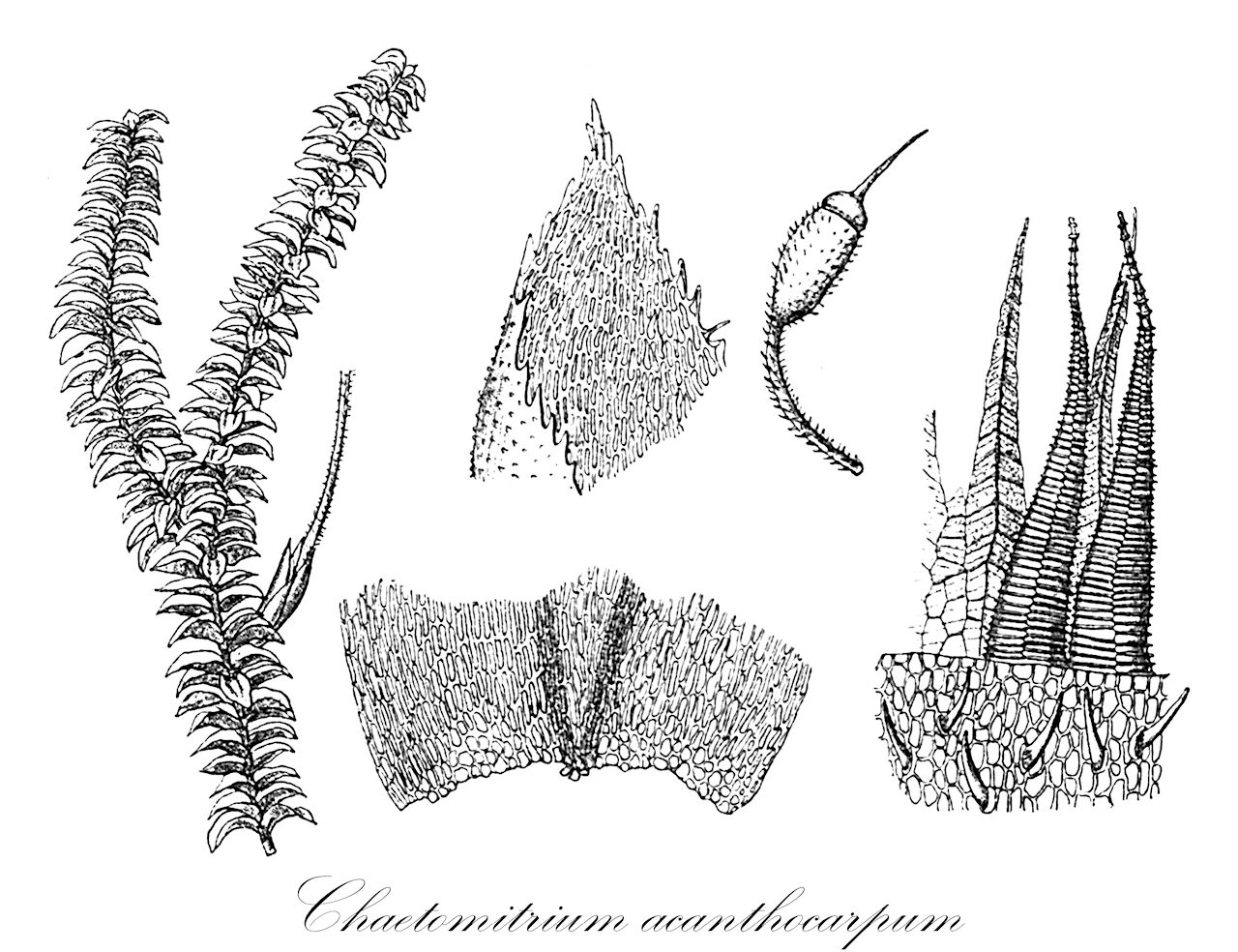 Chaetomitrium acanthocarpum - Symphyodontaceae,Plantae,Bryobiotina,Bryophyta,Bryopsida,Bryidae,Hypnanae,Hypnales,Symphyodontaceae,Chaetomitrium,Chaetomitrium acanthocarpum