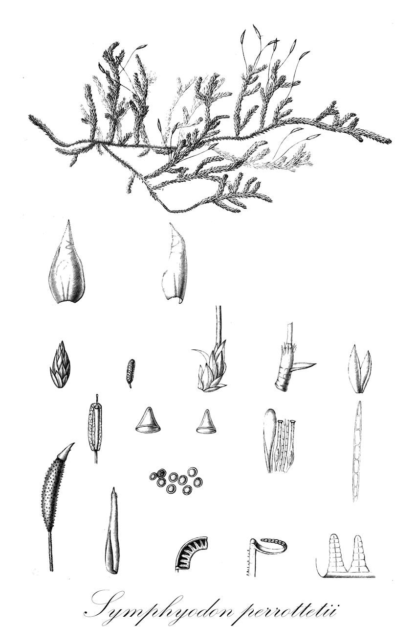 Symphyodon perrottetii - Symphyodontaceae,Plantae,Bryobiotina,Bryophyta,Bryopsida,Bryidae,Hypnanae,Hypnales,Symphyodontaceae,Symphyodon,Symphyodon perrottetii,Neckera perrottetii, Stereodon perrottetii, Symphyodon perrottetii f. pendulus