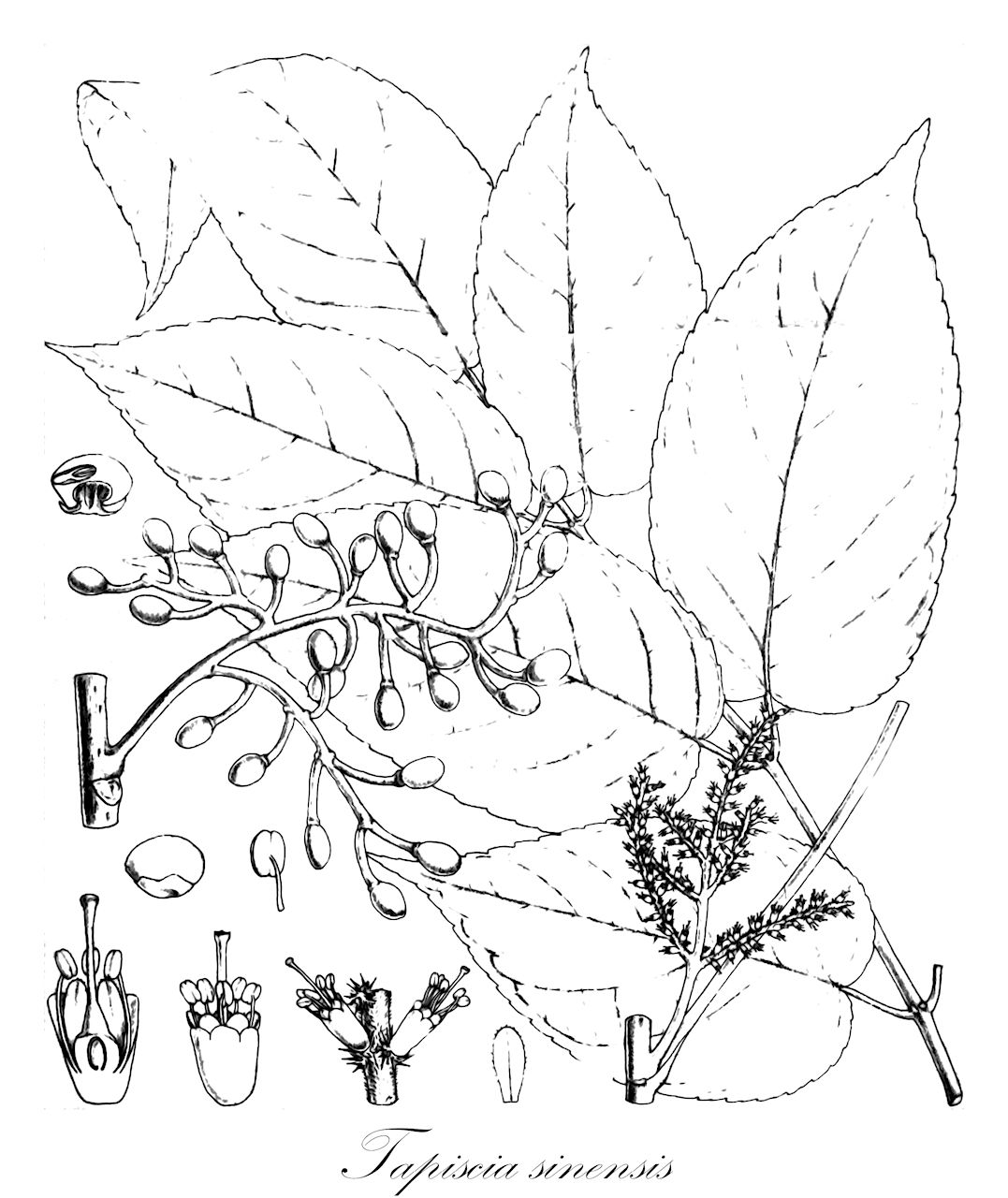 Tapiscia sinensis - Tapisciaceae,Plantae,Pteridobiotina,Angiosperms,Huerteales,Tapisciaceae,Tapiscia,Tapiscia sinensis,Tapiscia sinensis var. concolor, Tapiscia sinensis var. macrocarpa, Tapiscia sinensis var. sinensis