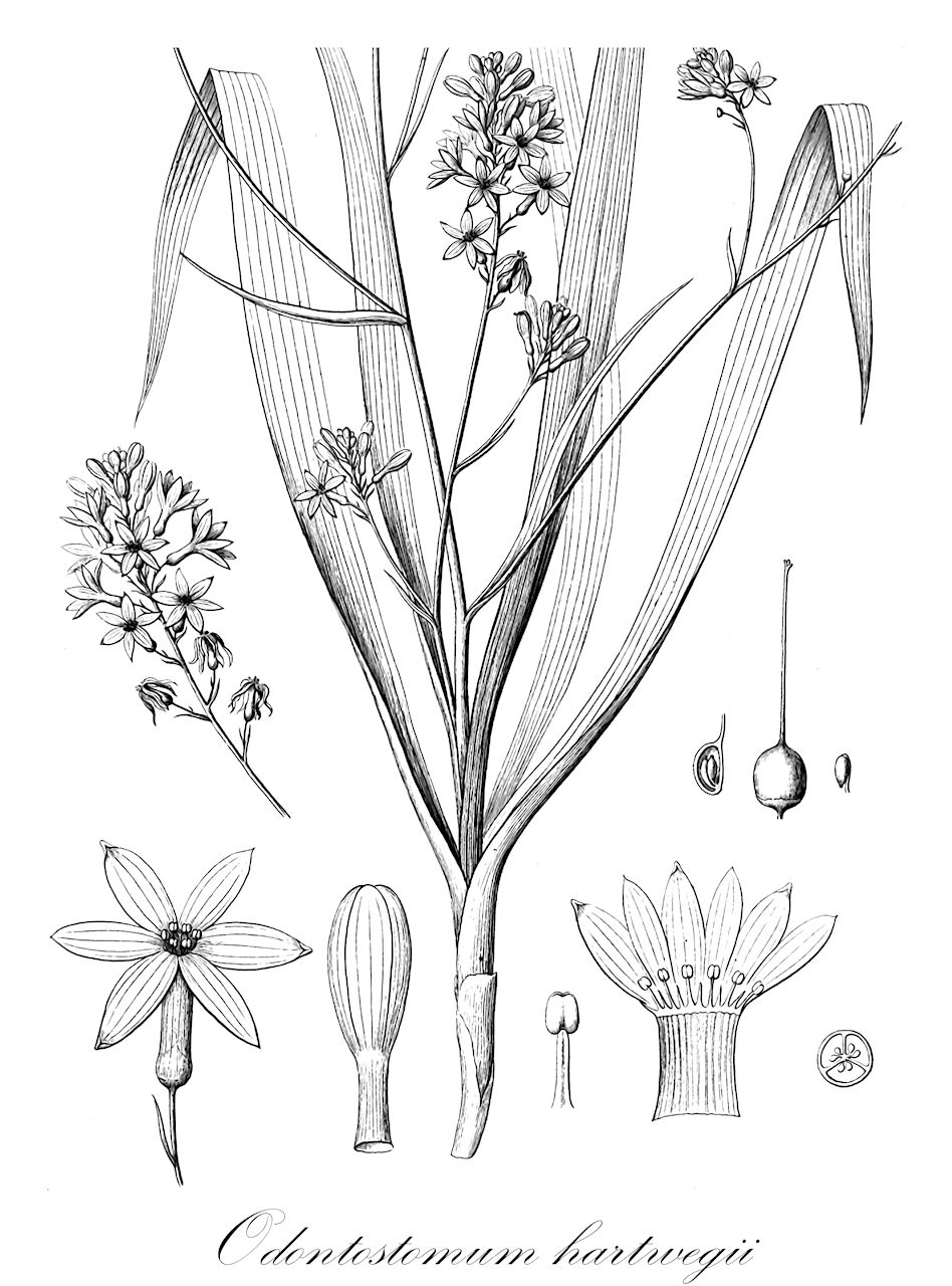 Odontostomum hartwegii - Tecophilaeaceae,Plantae,Pteridobiotina,Angiosperms,Asparagales,Tecophilaeaceae,Odontostomum,Odontostomum hartwegii