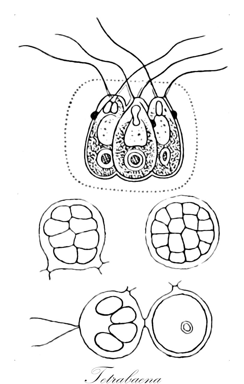 Tetrabaena - Chlorophyta,Biota,Plantae,Chlorophyta,Chlorophytina,Chlorophyceae,Chlamydomonadales,Tetrabaenaceae,Tetrabaena