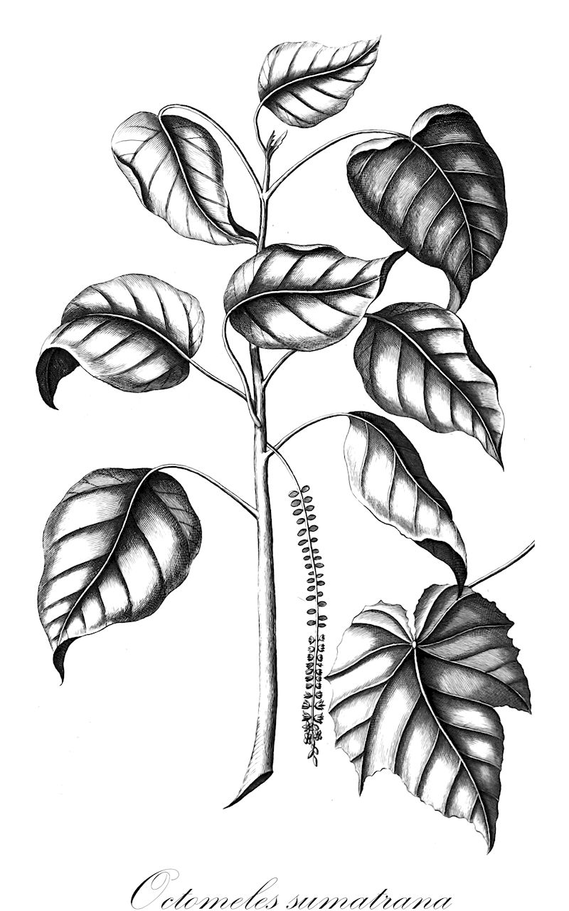 Octomeles sumatrana - Tetramelaceae,Plantae,Pteridobiotina,Angiosperms,Cucurbitales,Tetramelaceae,Octomeles,Octomeles sumatrana,Octomeles moluccana