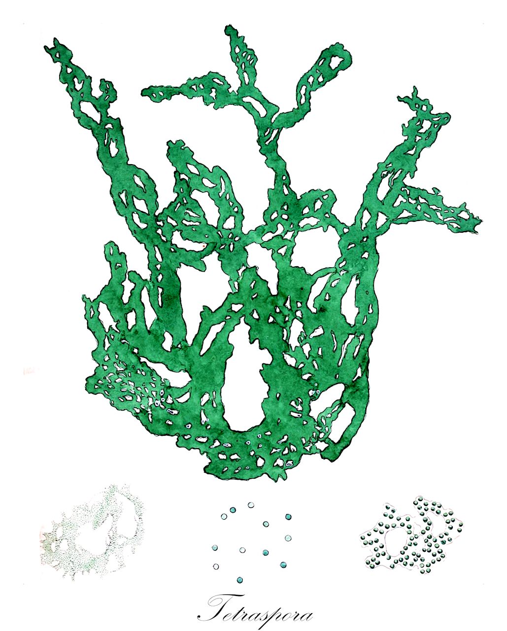 Tetraspora - Chlorophyta,Biota,Plantae,Chlorophyta,Chlorophytina,Chlorophyceae,Tetrasporales,Tetrasporaceae,Tetraspora