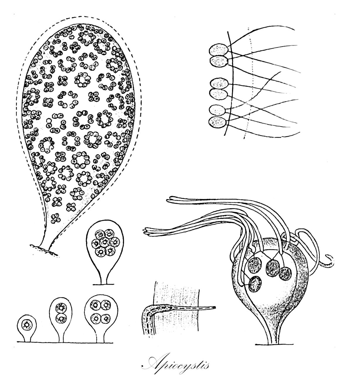 Apiocystis - Chlorophyta,Biota,Plantae,Chlorophyta,Chlorophytina,Chlorophyceae,Tetrasporales,Tetrasporaceae,Apiocystis