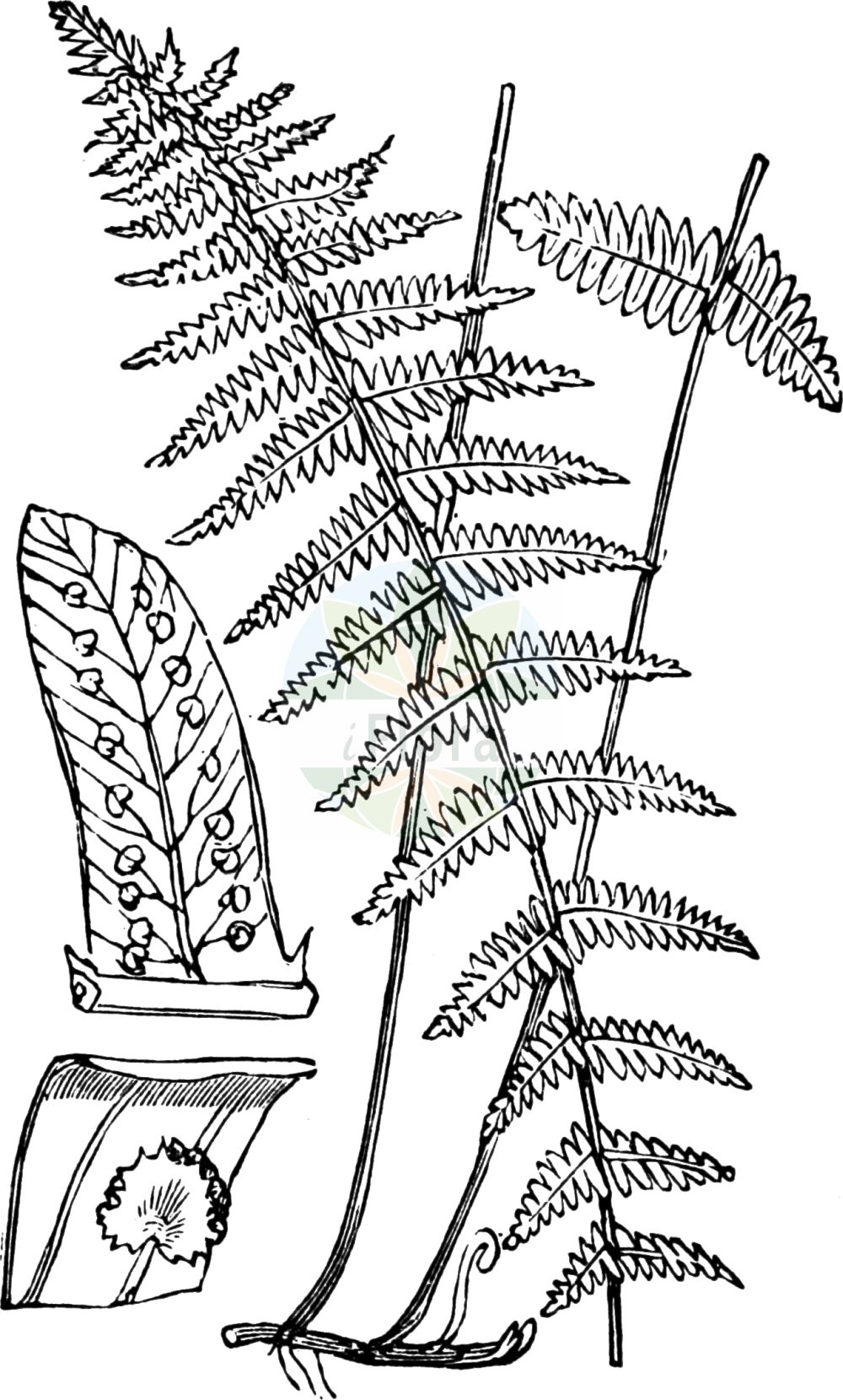 Historische Abbildung von Thelypteris palustris (Echter Sumpffarn - Marsh Fern). Das Bild zeigt Blatt, Bluete, Frucht und Same. ---- Historical Drawing of Thelypteris palustris (Echter Sumpffarn - Marsh Fern). The image is showing leaf, flower, fruit and seed.(Thelypteris palustris,Echter Sumpffarn,Marsh Fern,Acrostichum thelypteris,Aspidium thelypteris,Dryopteris thelypteris,Lastrea thelypteris,Nephrodium thelypteris,Polystichum thelypteris,Thelypteris palustris,Thelypteris thelypterioides subsp. glabra,Echter Sumpffarn,Sumpffarn,Sumpf-Lappenfarn,Marsh Fern,Eastern Marsh Fern,Thelypteris,Sumpffarn,Maiden Fern,Thelypteridaceae,Sumpffarngewächse,Maiden Fern family,Blatt,Bluete,Frucht,Same,leaf,flower,fruit,seed,Fitch et al. (1880))
