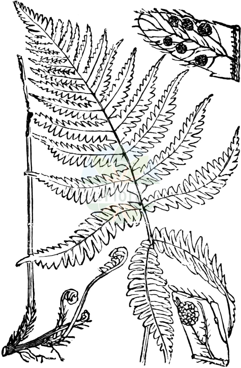 Historische Abbildung von Phegopteris connectilis (Buchenfarn - Beech Fern). Das Bild zeigt Blatt, Bluete, Frucht und Same. ---- Historical Drawing of Phegopteris connectilis (Buchenfarn - Beech Fern). The image is showing leaf, flower, fruit and seed.(Phegopteris connectilis,Buchenfarn,Beech Fern,Dryopteris phegopteris,Lastrea phegopteris,Nephrodium phegopteris,Phegopteris connectilis,Phegopteris polypodioides,Phegopteris vulgaris,Polypodium connectile,Polypodium phegopteris,Thelypteris phegopteris,Buchenfarn,Beech Fern,Long Beechfern,Beech Polypody,Phegopteris,Buchenfarn,Thelypteridaceae,Sumpffarngewächse,Maiden Fern family,Blatt,Bluete,Frucht,Same,leaf,flower,fruit,seed,Fitch et al. (1880))