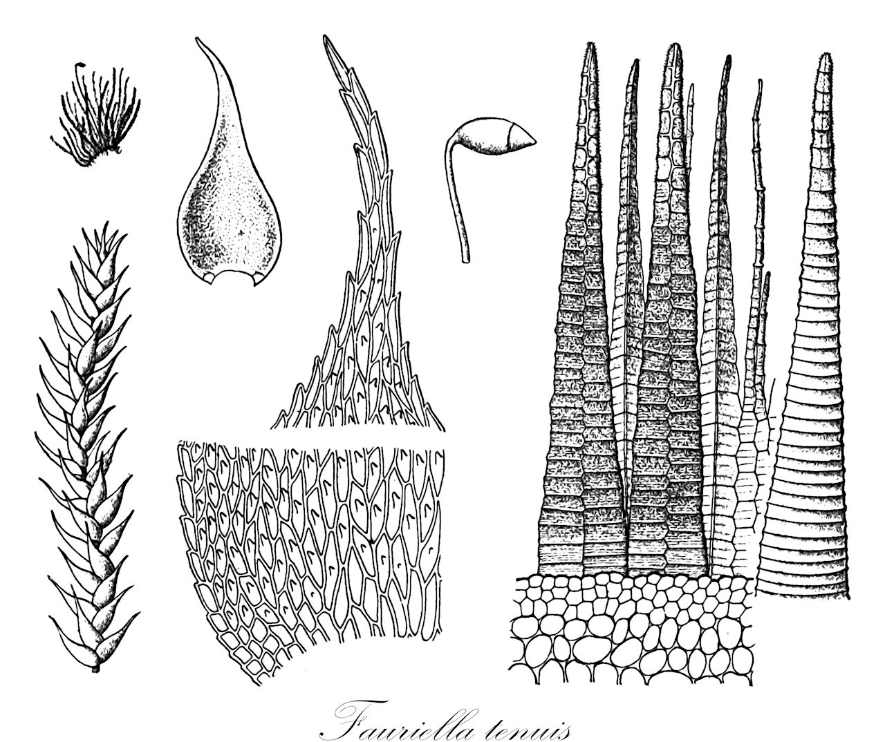 Fauriella tenuis - Thuidiaceae,Plantae,Bryobiotina,Bryophyta,Bryopsida,Bryidae,Hypnanae,Hypnales,Thuidiaceae,Fauriella,Fauriella tenuis,Fauriella lepidoziacea, Heterocladium tenue, Hypnum subtile, Taxithelium subtile, Trichosteleum subtile