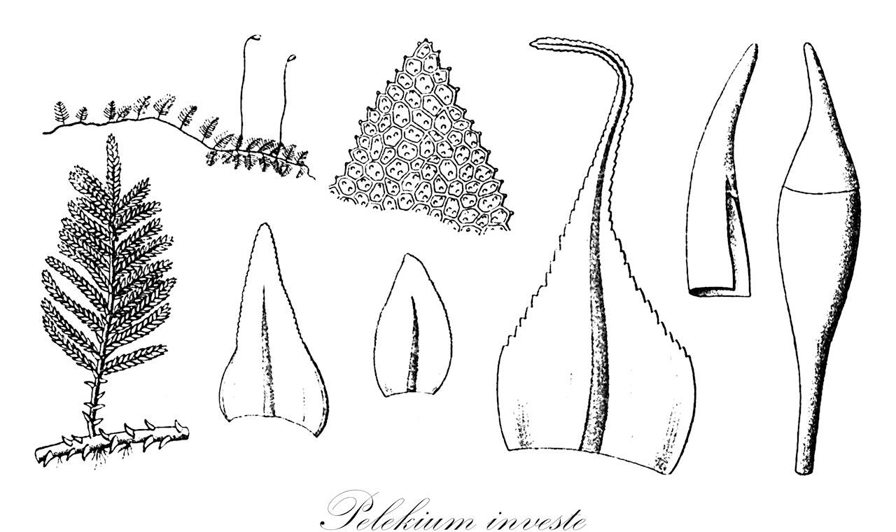 Pelekium investe - Thuidiaceae,Plantae,Bryobiotina,Bryophyta,Bryopsida,Bryidae,Hypnanae,Hypnales,Thuidiaceae,Pelekium,Pelekium investe,Amblystegium byssoides, Cyrto-hypnum brotheri, Cyrto-hypnum byssoideum, Cyrto-hypnum investe, Cyrto-hypnum tenuissimum, Hypnum investe, Leskea investis, Thuidiopsis francii, Thuidium brotheri, Thuidium byssoideum, Thuidium francii, Thuidium investe, Thuidium perbyssaceum, Thuidium strangulatum, Thuidium tahitense, Thuidium tenuissimum