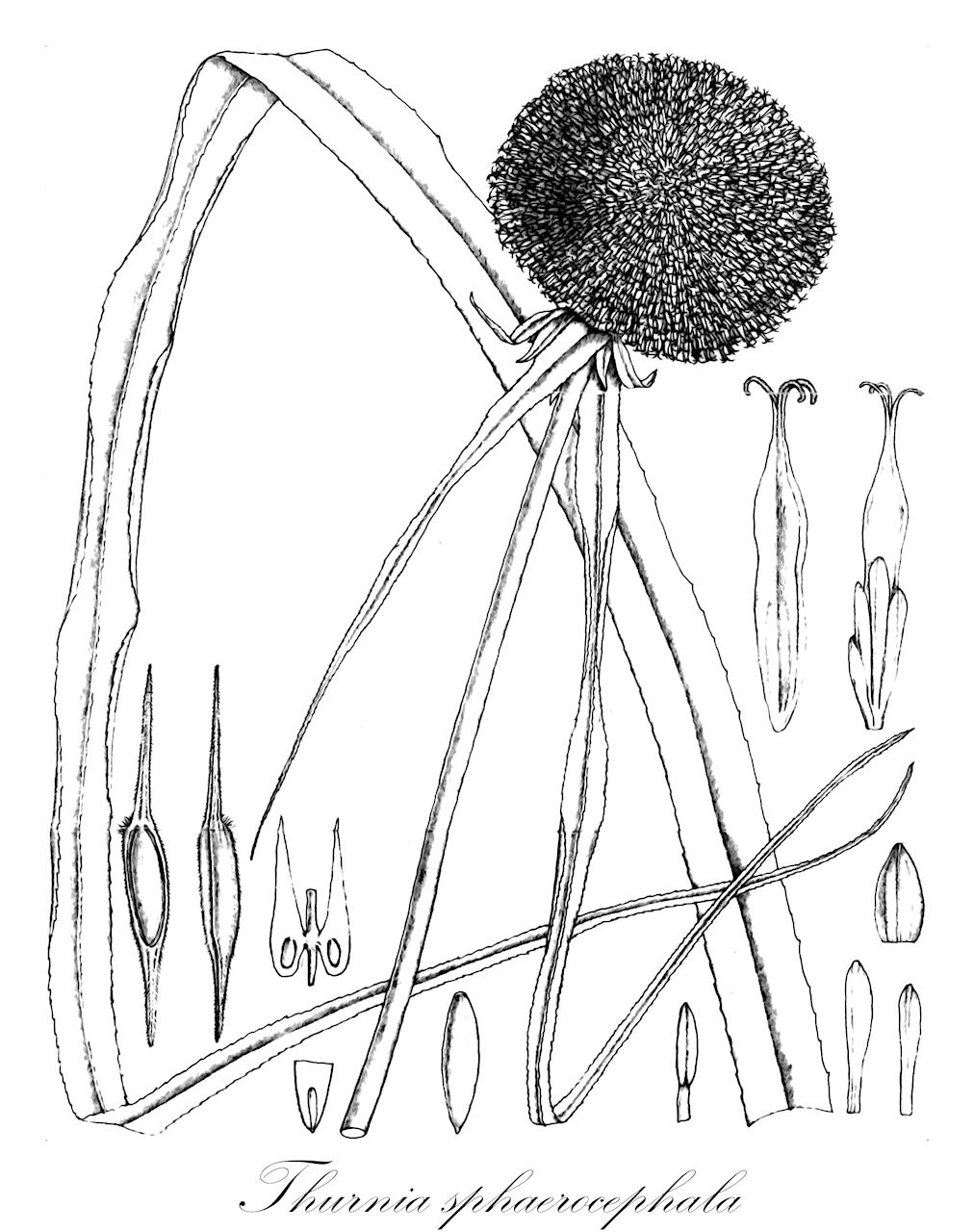 Thurnia sphaerocephala - Thurniaceae,Plantae,Pteridobiotina,Angiosperms,Poales,Thurniaceae,Thurnia,Thurnia sphaerocephala,Mnasium sphaerocephala, Mnasium sphaerocephalum, Rapatea sphaerocephala