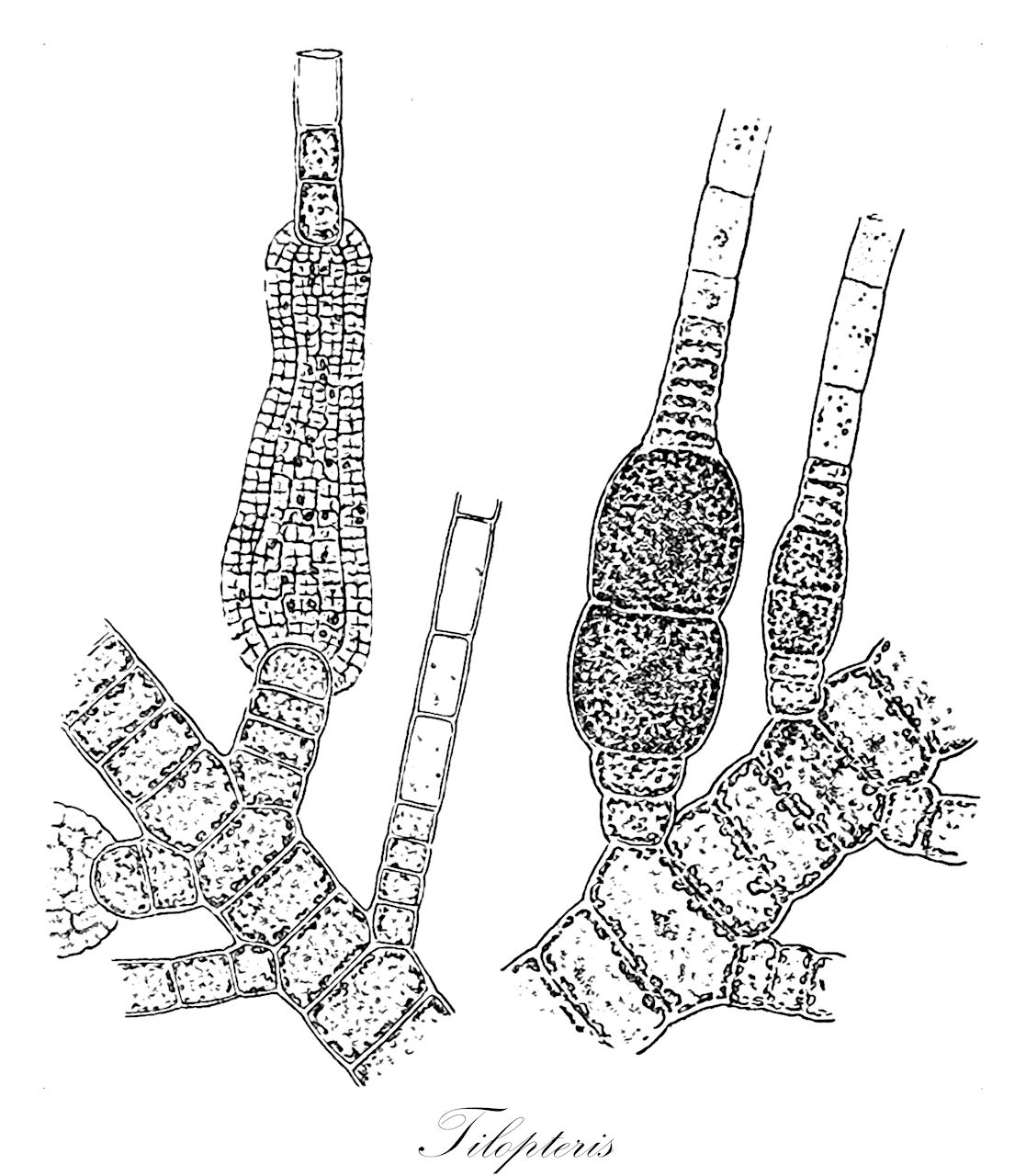 Tilopteris - Tilopteridaceae,Biota,Chromista,Ochrophyta,Phaeophyceae,Tilopteridales,Tilopteridaceae,Tilopteris