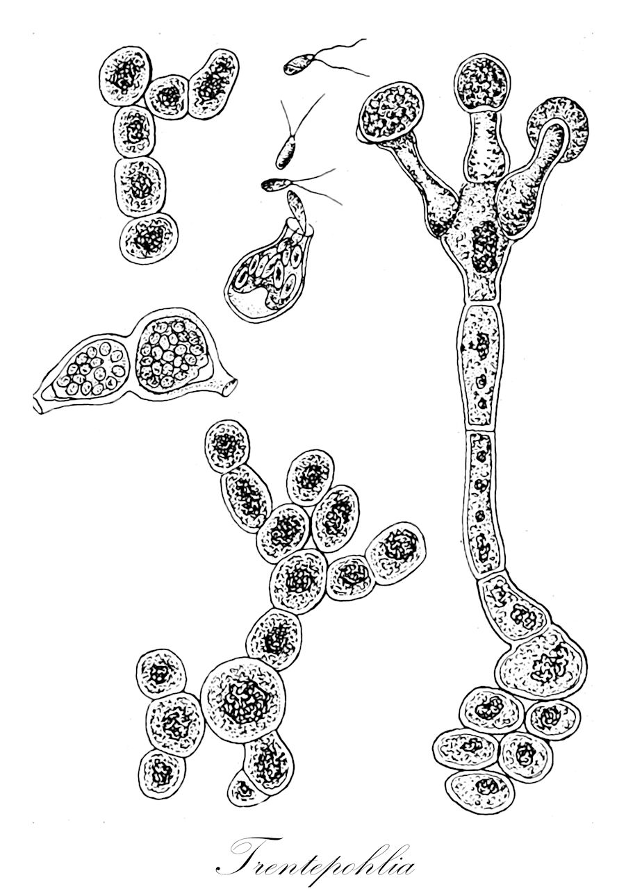 Trentepohlia - Chlorophyta,Biota,Plantae,Chlorophyta,Chlorophytina,Ulvophyceae,Trentepohliales,Trentepohliaceae,Trentepohlia,Byssus, Chroolepus, Tophora